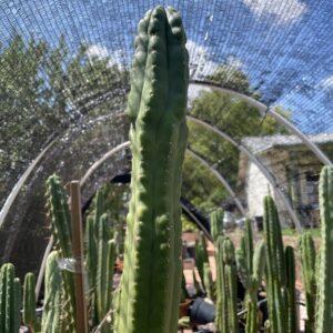 16 inch San Pedro "Monstrose" Cutting