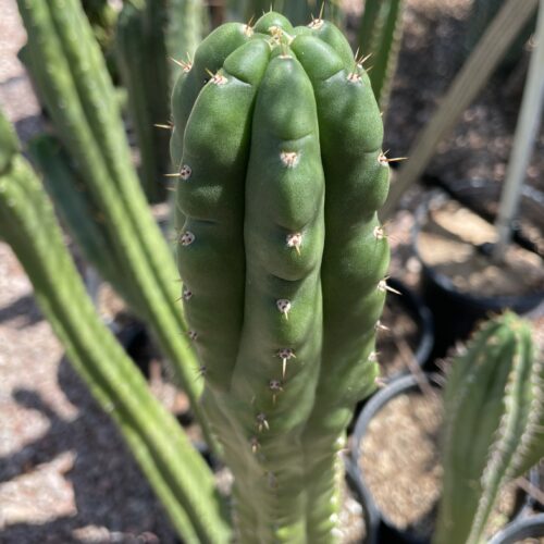 16 inch San Pedro "Monstrose" Cutting