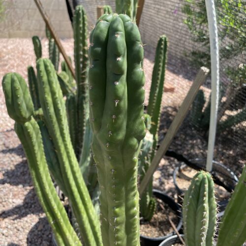 16 inch San Pedro "Monstrose" Cutting