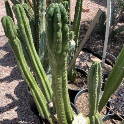16 inch San Pedro "Monstrose" Cutting