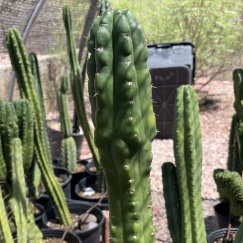 16 inch San Pedro "Monstrose" Cutting