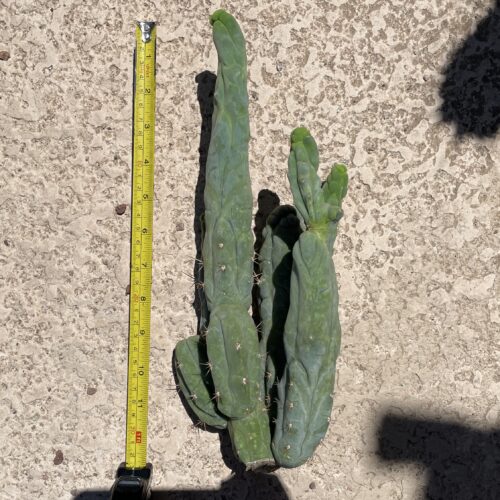 T. Bridgesii "Bruce's Dragon" cutting