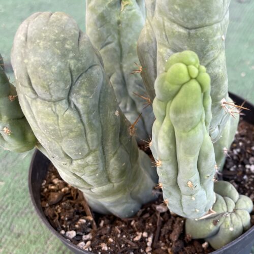 T. Bridgesii "Bruce's Dragon" cutting