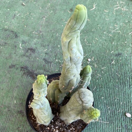 T. Bridgesii "Bruce's Dragon" cutting