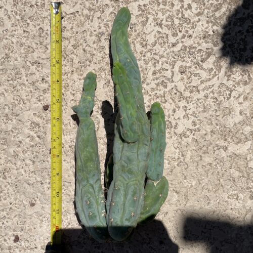 T. Bridgesii "Bruce's Dragon" cutting