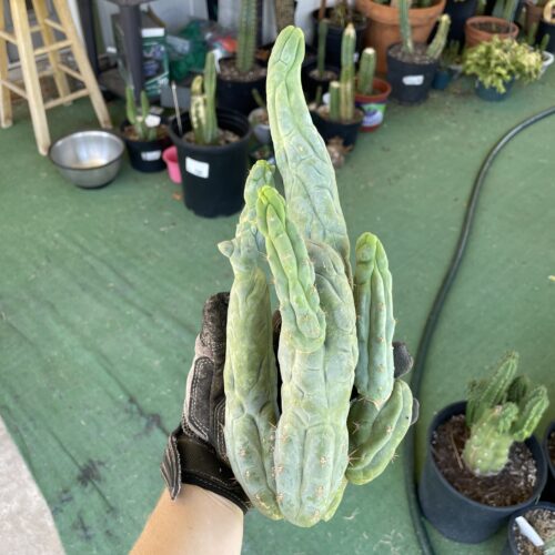 T. Bridgesii "Bruce's Dragon" cutting