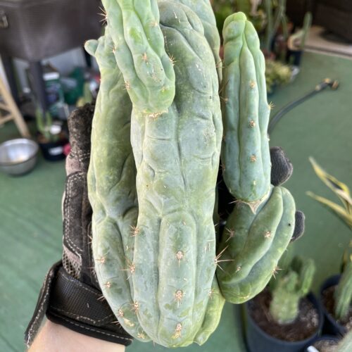 T. Bridgesii "Bruce's Dragon" cutting
