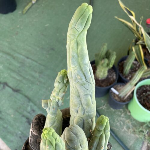 T. Bridgesii "Bruce's Dragon" cutting