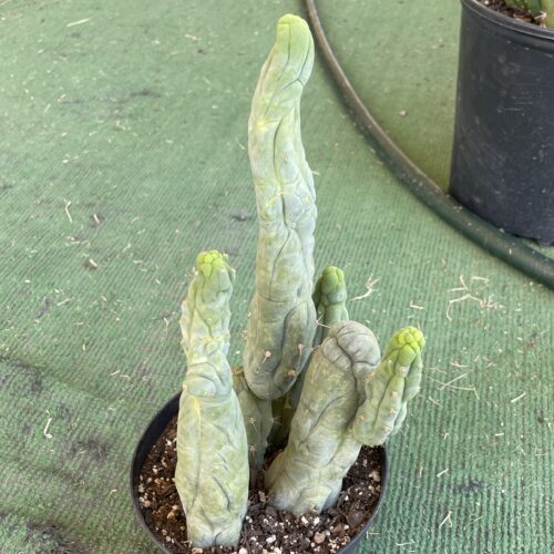 T. Bridgesii "Bruce's Dragon" cutting