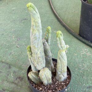 T. Bridgesii "Bruce's Dragon" cutting
