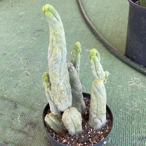 T. Bridgesii "Bruce's Dragon" cutting