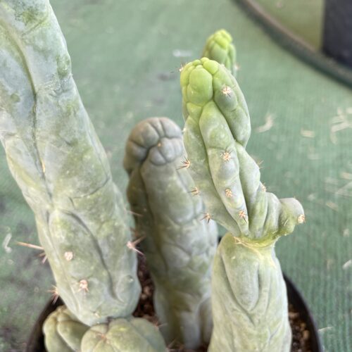 T. Bridgesii "Bruce's Dragon" cutting