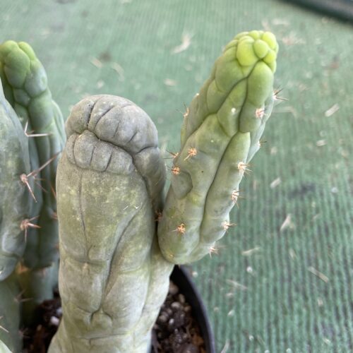 T. Bridgesii "Bruce's Dragon" cutting