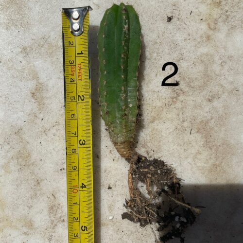 Colossus x MP Scop Seedling #2