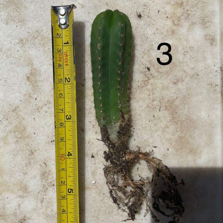 Colossus x MP Scop Seedling #3