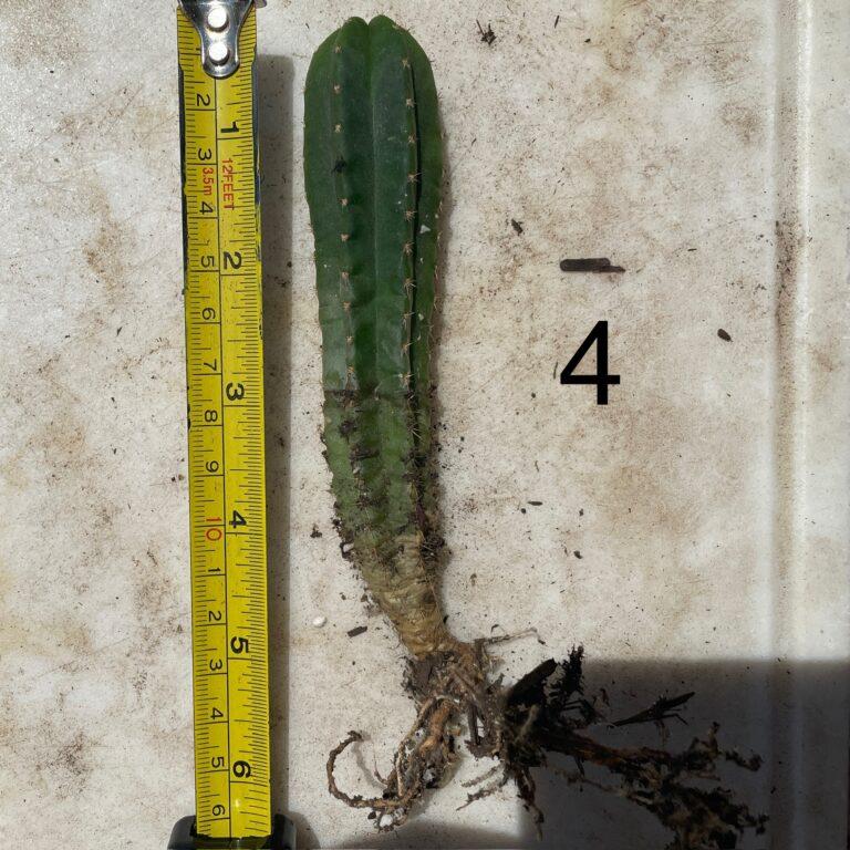 Colossus x MP Scop Seedling #4