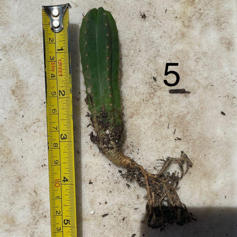 Colossus x MP Scop Seedling #5