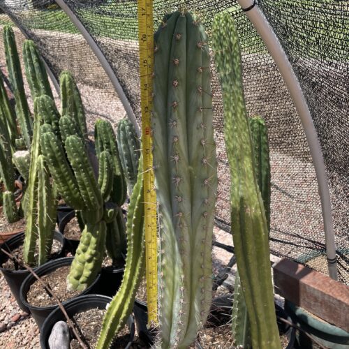 17 inch Field's Macrogonus x Peru John Cutting