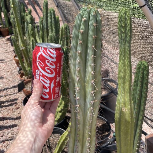 17 inch Field's Macrogonus x Peru John Cutting