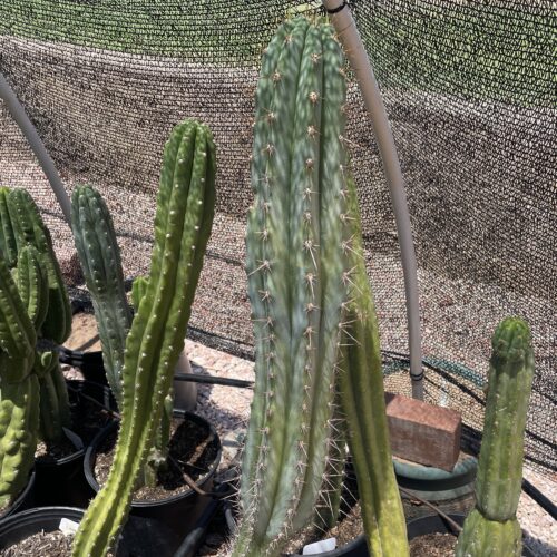 17 inch Field's Macrogonus x Peru John Cutting