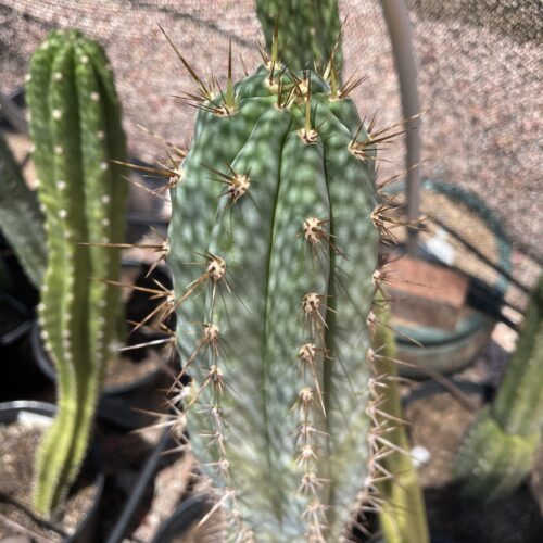 17 inch Field's Macrogonus x Peru John Cutting