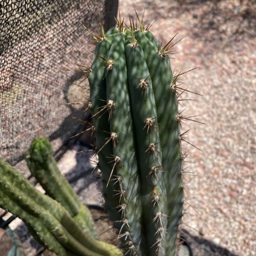 17 inch Field's Macrogonus x Peru John Cutting
