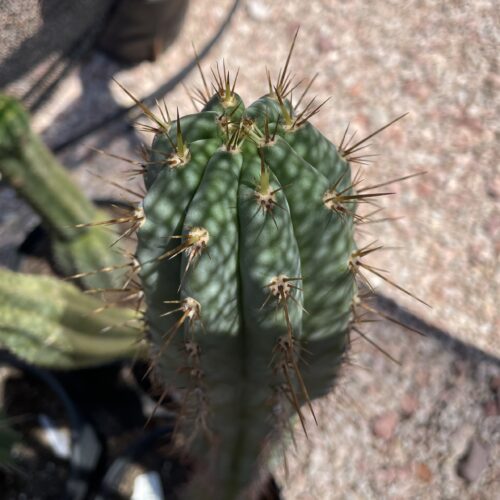 17 inch Field's Macrogonus x Peru John Cutting