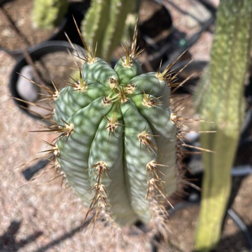 17 inch Field's Macrogonus x Peru John Cutting