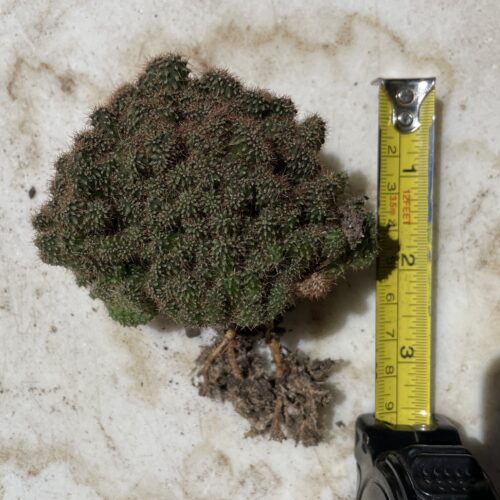 Super Crested TPC x KT-Ogun Seedling (A)