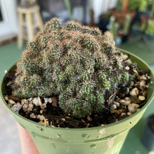 Super Crested TPC x KT-Ogun Seedling (A)