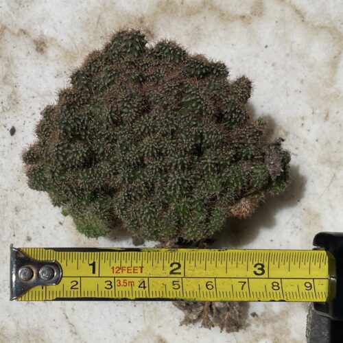 Super Crested TPC x KT-Ogun Seedling (A)