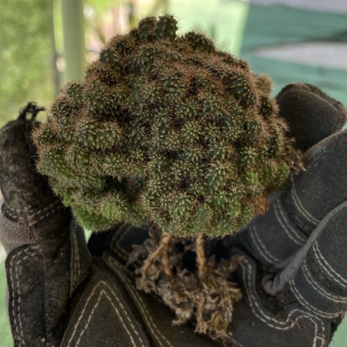 Super Crested TPC x KT-Ogun Seedling (A)