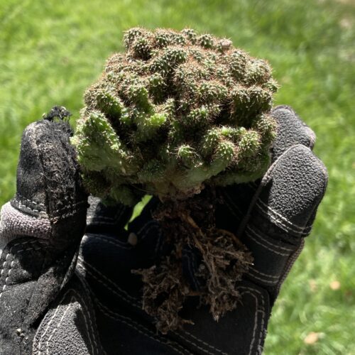 Super Crested TPC x KT-Ogun Seedling (A)