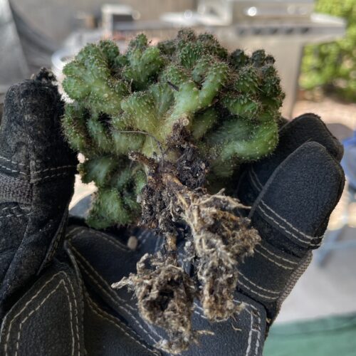 Super Crested TPC x KT-Ogun Seedling (A)