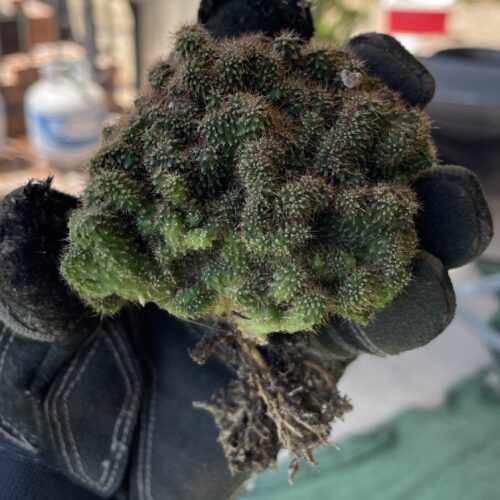 Super Crested TPC x KT-Ogun Seedling (A)