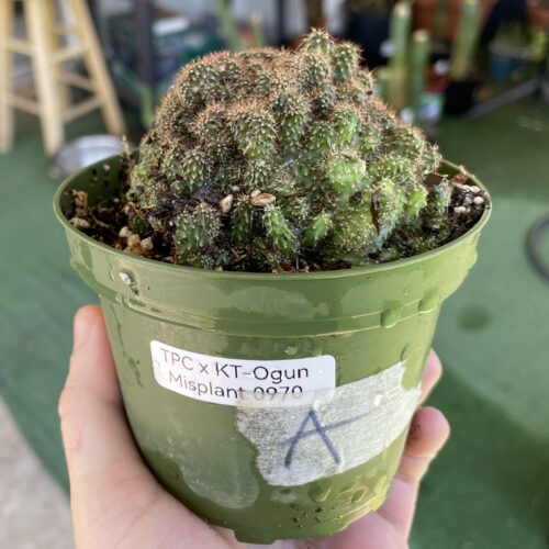Super Crested TPC x KT-Ogun Seedling (A)