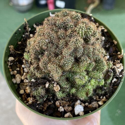 Super Crested TPC x KT-Ogun Seedling (A)