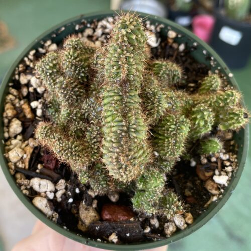 Crested TPC x KT-Ogun Seedling (C)