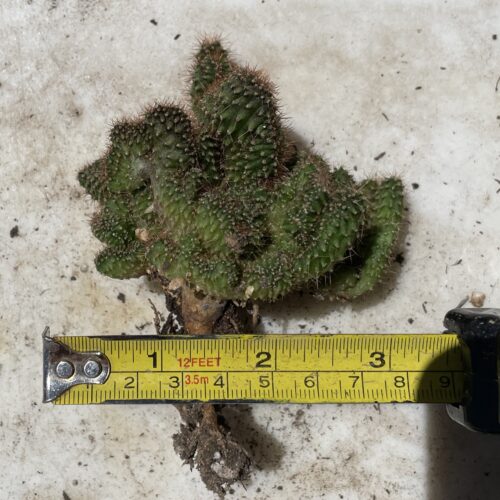 Crested TPC x KT-Ogun Seedling (C)