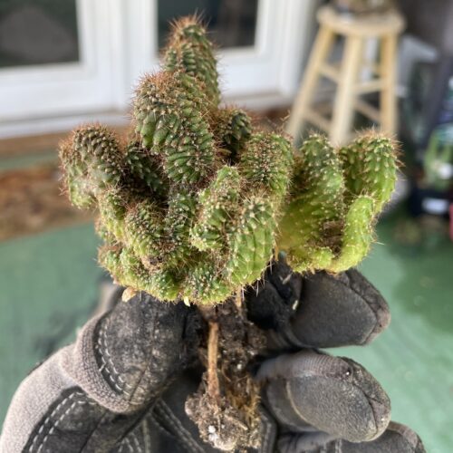 Crested TPC x KT-Ogun Seedling (C)