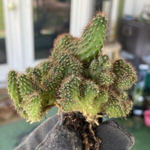 Crested TPC x KT-Ogun Seedling (C)