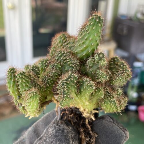 Crested TPC x KT-Ogun Seedling (C)
