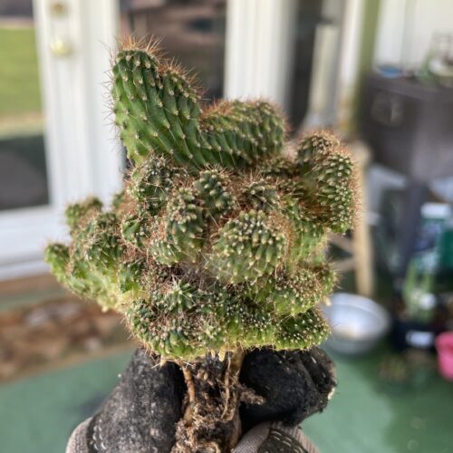 Crested TPC x KT-Ogun Seedling (C)
