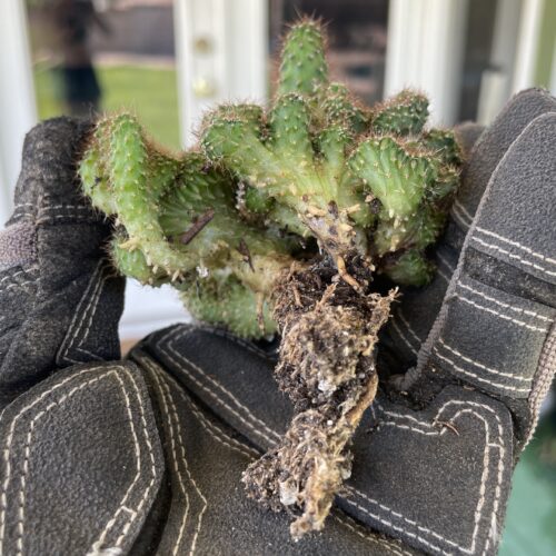 Crested TPC x KT-Ogun Seedling (C)