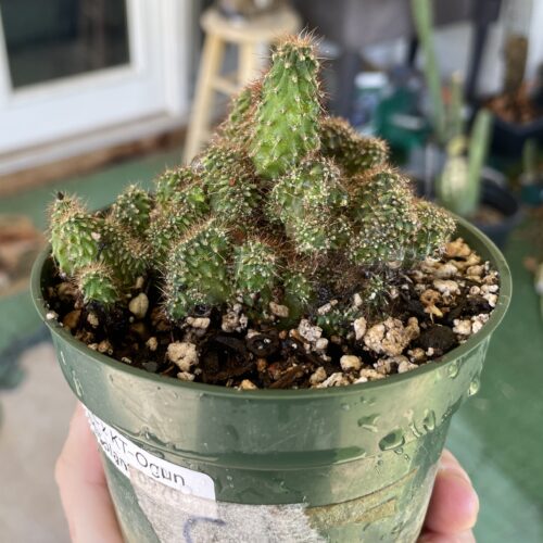 Crested TPC x KT-Ogun Seedling (C)