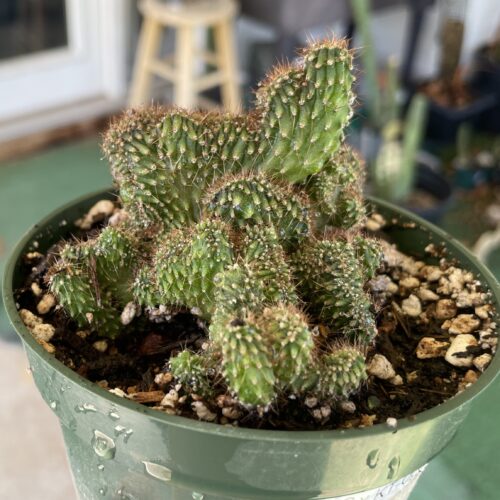 Crested TPC x KT-Ogun Seedling (C)