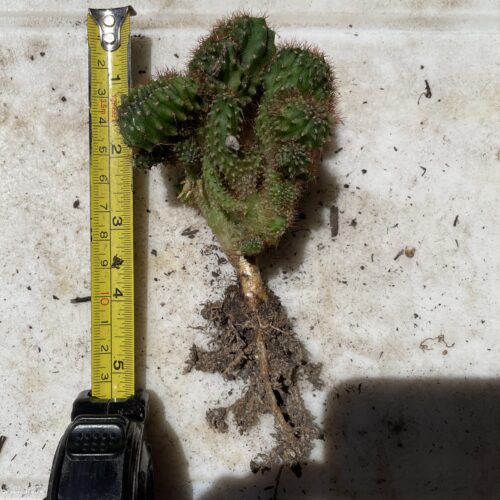 Crested TPC x KT-Ogun Seedling (D)