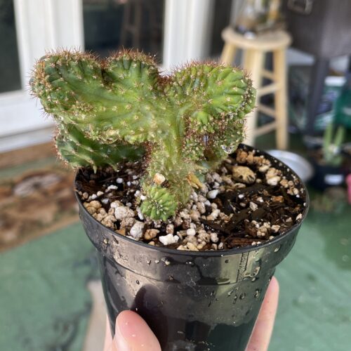 Crested TPC x KT-Ogun Seedling (D)