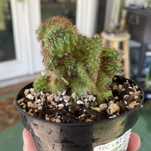 Crested TPC x KT-Ogun Seedling (D)