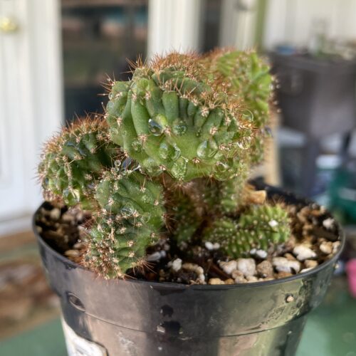 Crested TPC x KT-Ogun Seedling (D)